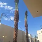 نخل للبيع بجميع أنواعه ومقاسات