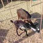 عنز وتيس وجفره