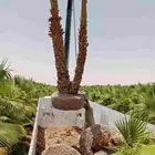 نخل عربي وشنطني لبيع