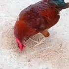 ديك تركي للبيع