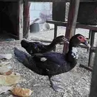 ذكرين بط مصري