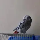 ببغاء أفريقي للبيع