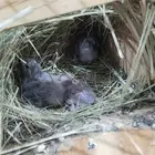 للبيع جوز روز تحت 4 فروخ