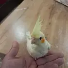 طير كروان هدد داخلي انباع خارج حراج عسى الله يبارلكه