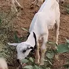 تيسين تيوس تيس للبيع