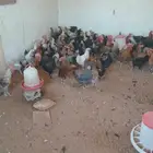 دجاج بلدي حق بيض