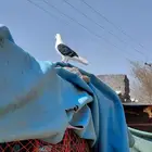 حمام قطايف قلابي