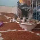 بس بيت أليف