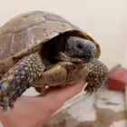 سلحفاه عملاقه