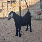 تيس حبشي مشروع فحل. تم البيع