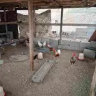 دجاج بلدي