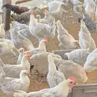 دجاج بشائر وديوك فيومي المونيوم صافي وفيومي شبابي