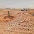 يوجد لدينا جميع انواع النخيل المثمرة وزينه
