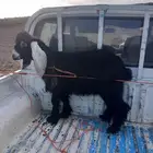 تيس عارضي جذع