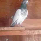 للبيع زوج تيدي جنسرا وذكرفقيرقول