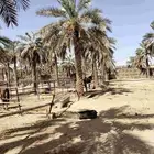 عمال خراف خرافين بعنيزه
