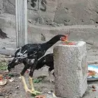 دجاج باكستاني