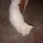 القطه وانت عليها 300