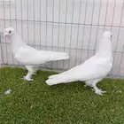 طبه تركي ابيض