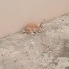 ارنب شنشلا وإيطالي وبلدي