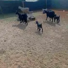 معزا. ولد. للبيع