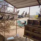حمام مشكل