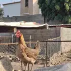 دجاجه عربي أصيل