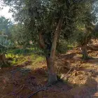 اشجار زيتون ونخيل