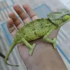 حرباء للبيع