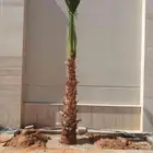 نخل زينه واشنطني نخل زينه نخل عربي خلاص برحي سكري شيشي هلالي