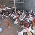 ديوك بلدي 4 شهور صحه ماشاءالله تبارك الله محصن