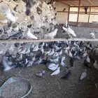 حمام للبيع