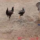 ديك صغير للبيع منها اربعه