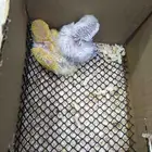 فرخ روز البينو و لاتينو عيون حمر