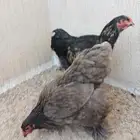دجاج براهما مستوى وحجم جامبو
