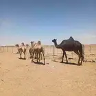 أبل مقاني