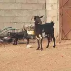 عنز خلفه محايليه. تم البيع