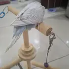 بيع فرخ بادجي استرالي