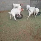 معزا بورقت للبيع العدد 7