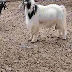 تيس عارضي للبيع مكه الجعرانه