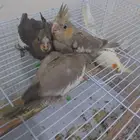 فراخ كروان للبيع العمر25 يوم صحتها ممتاز