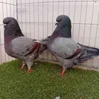 زوج كنق بفرخه
