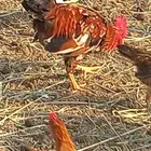 دجاج للبيع بلدي