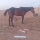 حصان انجليزي
