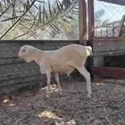 خروف بربري_الطرف.