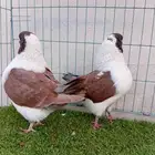 زوج كنق احمر طقم