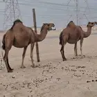ملاقي بشرايح حمر سواحل للبيع