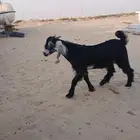 تيوس