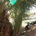 نخيل مثمره للبيع