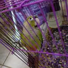 كنيور للبيع 500لسوم